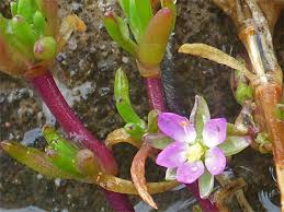 Attēlu rezultāti vaicājumam “Spergularia marina leaf”