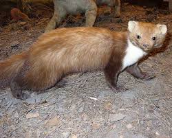 Attēlu rezultāti vaicājumam “Martes foina”