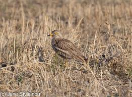 Image result for Burhinus oedicnemus