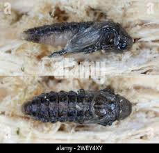 Attēlu rezultāti vaicājumam “Dasytes caeruleus imago”