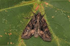 Attēlu rezultāti vaicājumam “Mniotype satura”