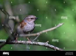 Attēlu rezultāti vaicājumam “Prunella modularis adult”