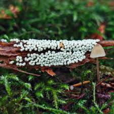 Attēlu rezultāti vaicājumam “Trichia varia spores”