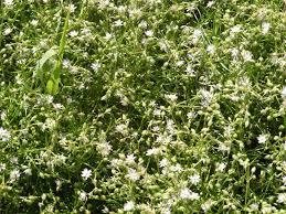 Attēlu rezultāti vaicājumam “Spergularia rubra leaf”