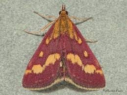 Attēlu rezultāti vaicājumam “Pyrausta purpuralis”