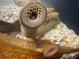 Image result for Petromyzon marinus