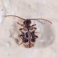 Attēlu rezultāti vaicājumam “Ptinus sp. male”