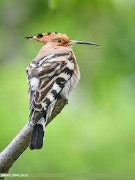 Attēlu rezultāti vaicājumam “Upupa epops”