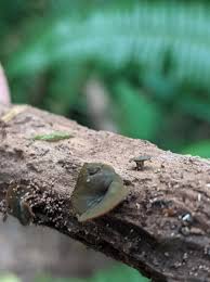 Attēlu rezultāti vaicājumam “Chlorencoelia versiformis”