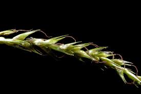 Attēlu rezultāti vaicājumam “Carex sylvatica”