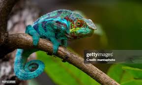 Attēlu rezultāti vaicājumam “Sauria”