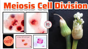 Attēlu rezultāti vaicājumam “Allium cepa bud”