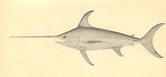 Image result for Xiphias gladius