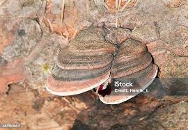 Attēlu rezultāti vaicājumam “Fomitopsis rosea”