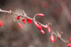 Attēlu rezultāti vaicājumam “Berberis thunbergii fruit”