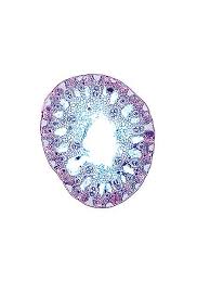 Attēlu rezultāti vaicājumam “Blysmus compressus leaf”