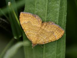 Attēlu rezultāti vaicājumam “Camptogramma bilineata”