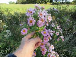 Attēlu rezultāti vaicājumam “Symphyotrichum novae-angliae flower”