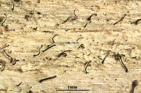 Attēlu rezultāti vaicājumam “Chaenotheca brunneola”