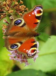 Attēlu rezultāti vaicājumam “Inachis io underside”