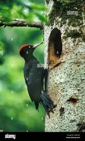 Attēlu rezultāti vaicājumam “Dryocopus martius”