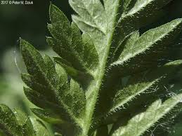 Attēlu rezultāti vaicājumam “Anthriscus sylvestris leaf”