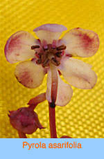 Attēlu rezultāti vaicājumam “Pyrolaceae”