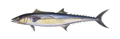 Image result for Scomberomorus cavalla