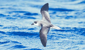 Image result for Pterodroma feae