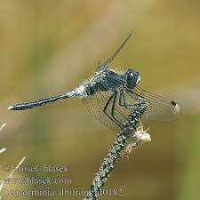 Attēlu rezultāti vaicājumam “Leucorrhinia albifrons female”