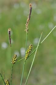Attēlu rezultāti vaicājumam “Carex lasiocarpa”