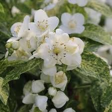 Attēlu rezultāti vaicājumam “Philadelphus lemoinei flower”