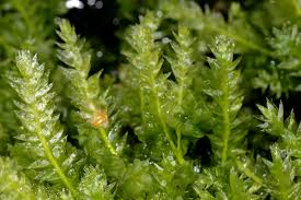 Attēlu rezultāti vaicājumam “Plagiothecium succulentum”