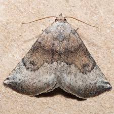 Attēlu rezultāti vaicājumam “Noctuidae”