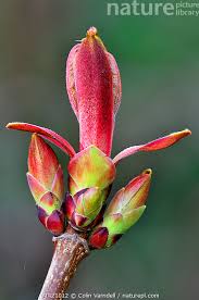 Attēlu rezultāti vaicājumam “Acer platanoides bud”