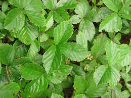 Attēlu rezultāti vaicājumam “Rubus nessensis leaf”