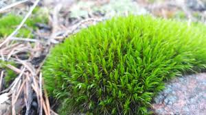 Attēlu rezultāti vaicājumam “Dicranodontium denudatum”