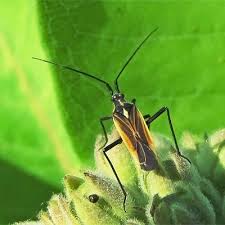 Attēlu rezultāti vaicājumam “Miridae”