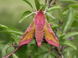 Attēlu rezultāti vaicājumam “Deilephila porcellus”