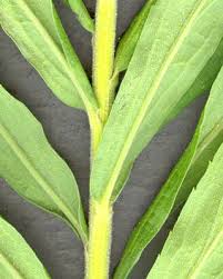 Attēlu rezultāti vaicājumam “Solidago canadensis leaf”