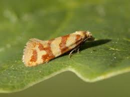 Attēlu rezultāti vaicājumam “Aethes margaritana”