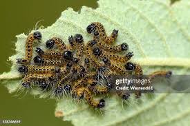 Attēlu rezultāti vaicājumam “Phalera bucephala”