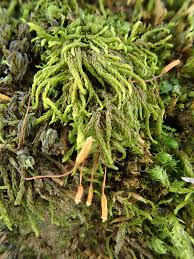 Attēlu rezultāti vaicājumam “Leskea polycarpa”