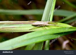 Attēlu rezultāti vaicājumam “Tibellus oblongus”