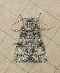 Attēlu rezultāti vaicājumam “Acronicta megacephala”