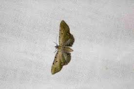 Attēlu rezultāti vaicājumam “Eupithecia subumbrata larva”