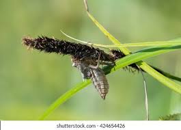 Attēlu rezultāti vaicājumam “Libellula quadrimaculata exuvia”