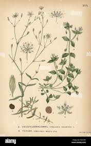 Attēlu rezultāti vaicājumam “Stellaria graminea”