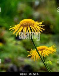 Attēlu rezultāti vaicājumam “Telekia speciosa bud”
