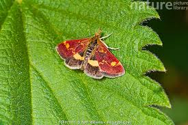 Attēlu rezultāti vaicājumam “Pyrausta purpuralis”